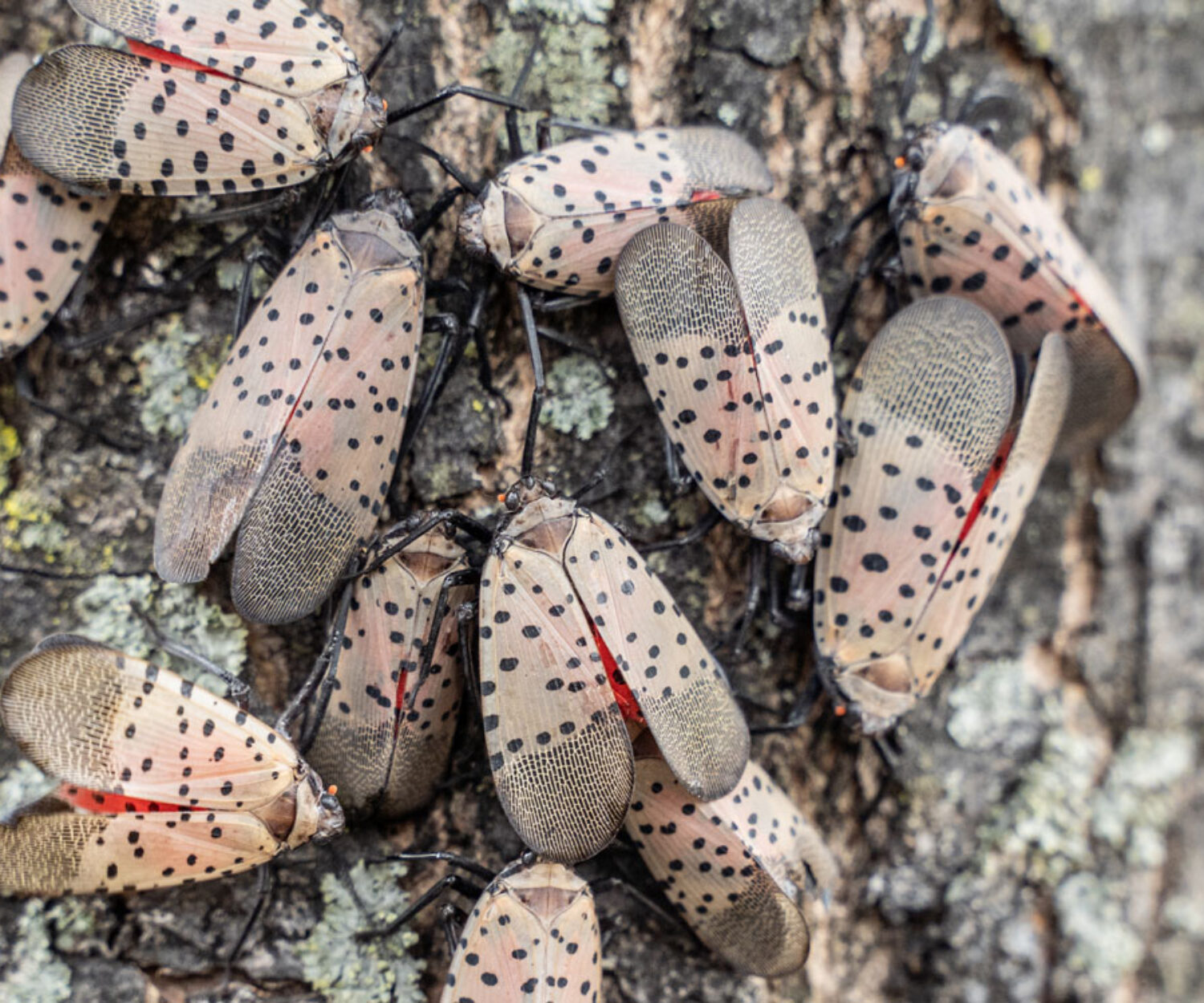 Spotted Lanterflies on a tree trunk