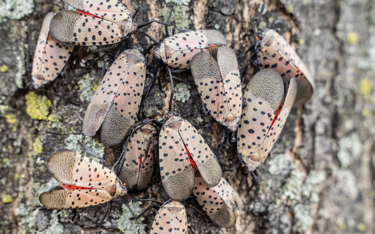 Spotted Lanterflies on a tree trunk