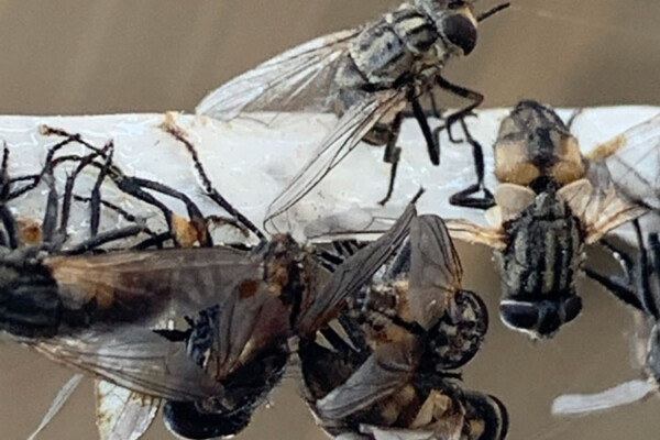 Click on the picture to learn more about Dairy Fly, LLC