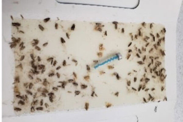 Click on the picture to learn more about Insects Limited